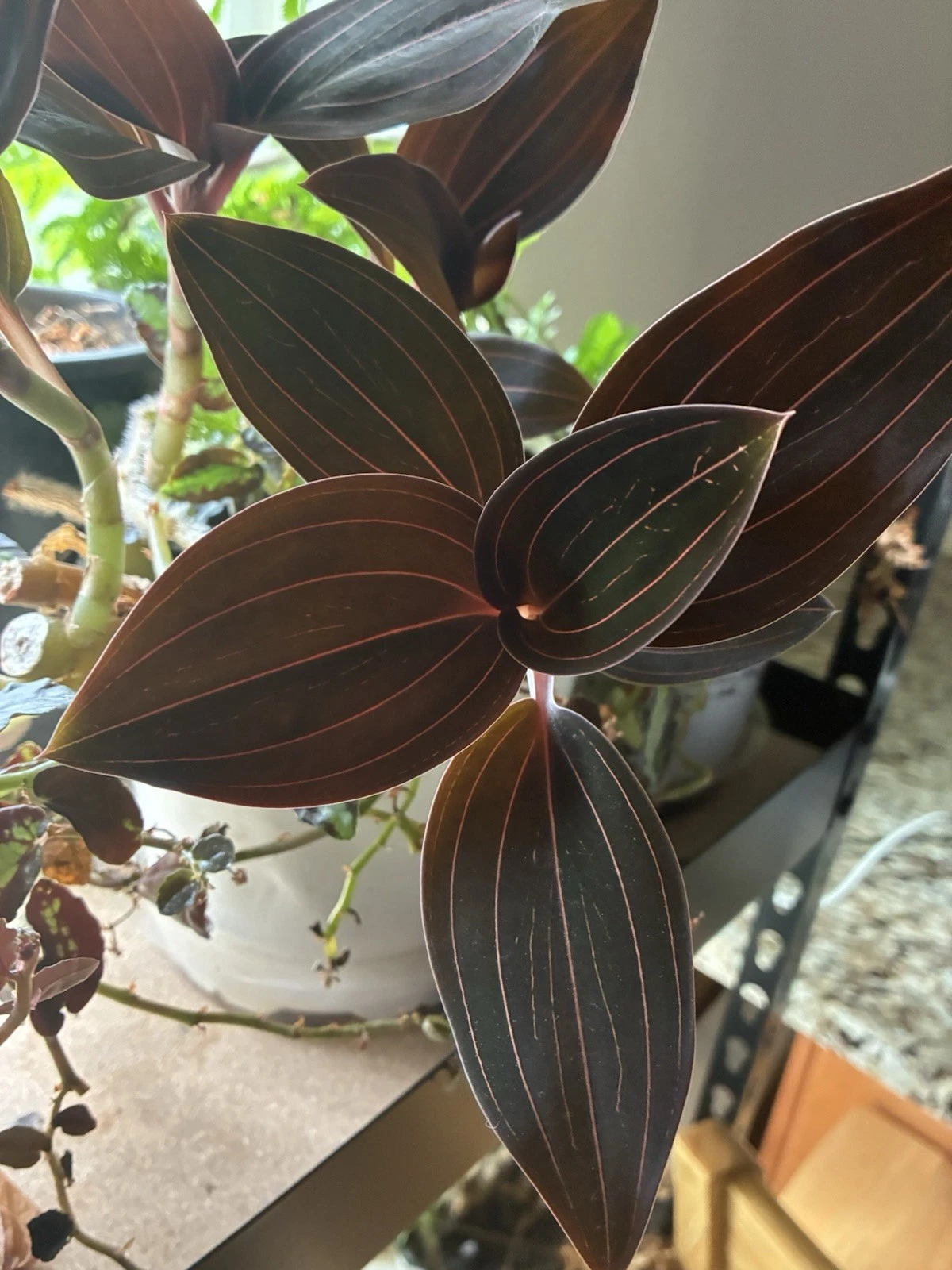 Ludisia discolor Jewel Orchid Cuttings – 3-4 Inch Indoor Foliage Plant, Velvet Leaves, Gold Veining, Low Light Propagation