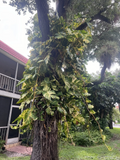 Golden Pothos Cuttings – 5 Unrooted Propagation Stems, Epipremnum Aureum Houseplant for Water or Soil Growth
