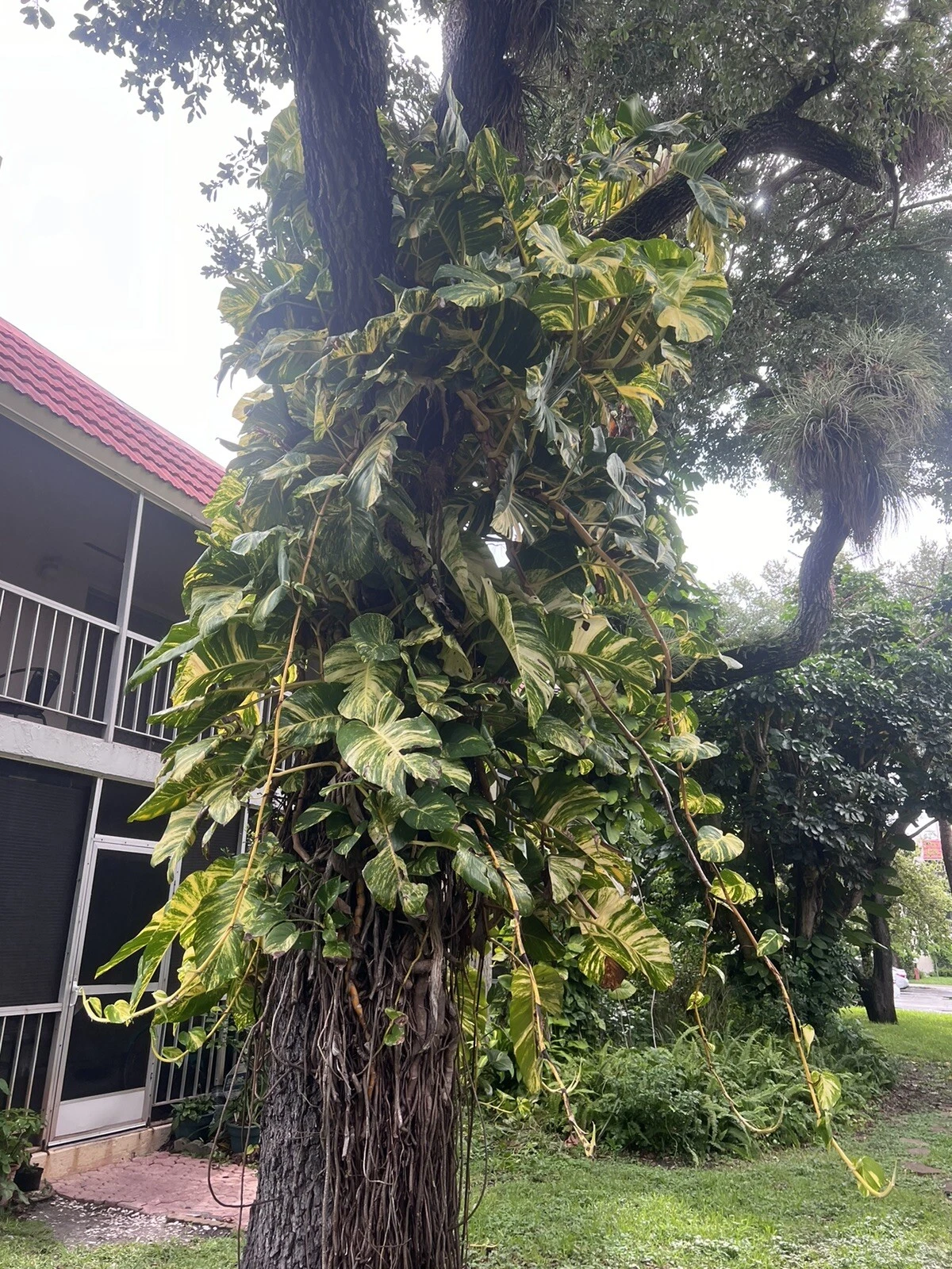 Golden Pothos Cuttings – 5 Unrooted Propagation Stems, Epipremnum Aureum Houseplant for Water or Soil Growth