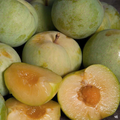 Emerald Pluot Scions – Live Grafting Cuttings for Plum-Apricot Hybrid Propagation, Unrooted 1-Year Wood