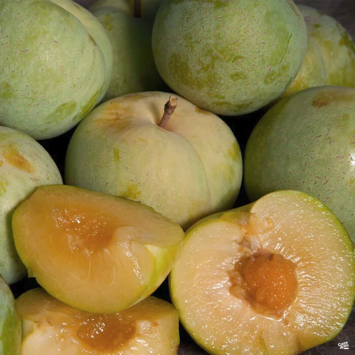 Emerald Pluot Scions – Live Grafting Cuttings for Plum-Apricot Hybrid Propagation, Unrooted 1-Year Wood