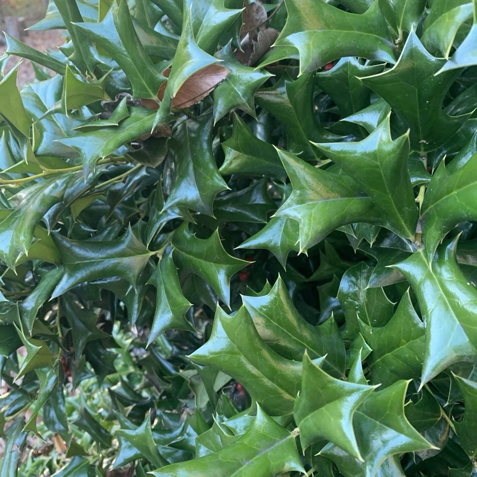 Chinese Holly Cuttings - 5 Unrooted Ilex cornuta Cuttings 6-8 Inches for Propagation