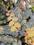 Live Marcgravia sp. coriacea Cutting – 10 Leaf Tropical Climbing Vine for Terrarium & Indoor Propagation