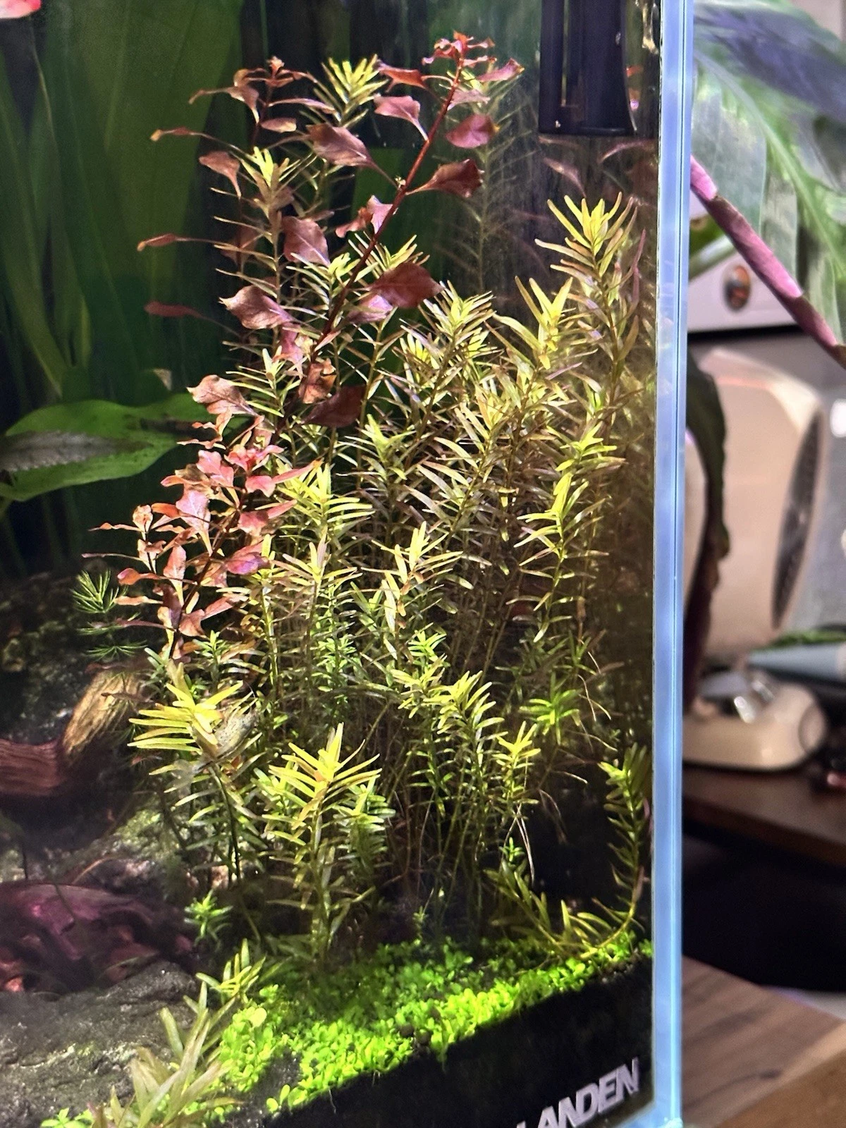 Rotala rotundifolia Live Aquatic Plant – 10+ Stem Cuttings 4–6” for Aquarium Aquascaping, Freshwater, Fast-Growing, Green to Reddish