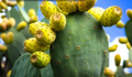 Prickly Pear Cactus Plant – Live Opuntia with Colorful Orange, Pink & Yellow Blooms, Edible Fruit, Drought-Tolerant Succulent for Gardens & Pots