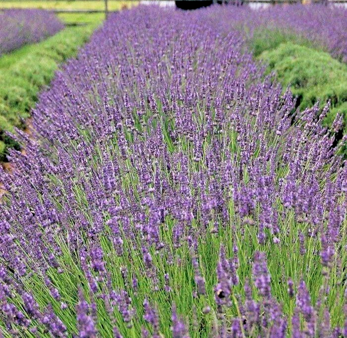 Phenomenal Lavender Live Plant – Lavandula intermedia ‘Phenomenal’ Hardy Perennial Herb for Garden Beds & Containers