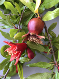 Fresh Pomegranate Cuttings – 4 Unrooted Punica Granatum Wonderful Stems for Planting and Propagation