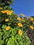 Mexican Sunflower Cuttings – Tithonia diversifolia, Fast-Growing Ornamental & Green Fertilizer Stems, 12 Unrooted Plants