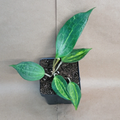 Hoya Macrophylla Reverse Pot of Gold – Variegated Tropical Indoor Houseplant in 4 Inch Pot
