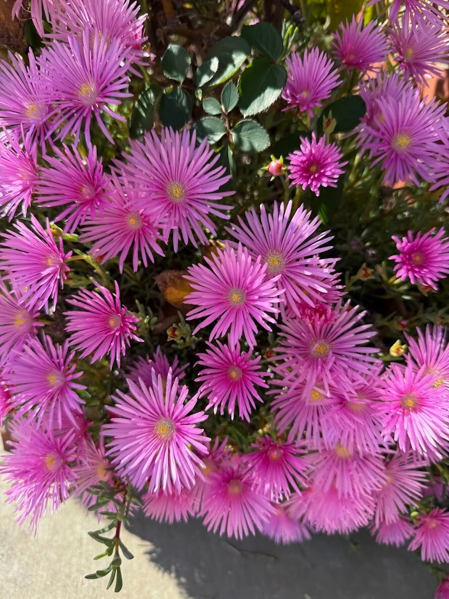 Magenta Ice Plant Cuttings – 10 Unrooted Delosperma cooperi Succulent Ground Cover for Rock Gardens and Borders