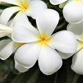 White Plumeria Cutting – 9–12 inch Unrooted Stem for Tropical Gardens & Containers