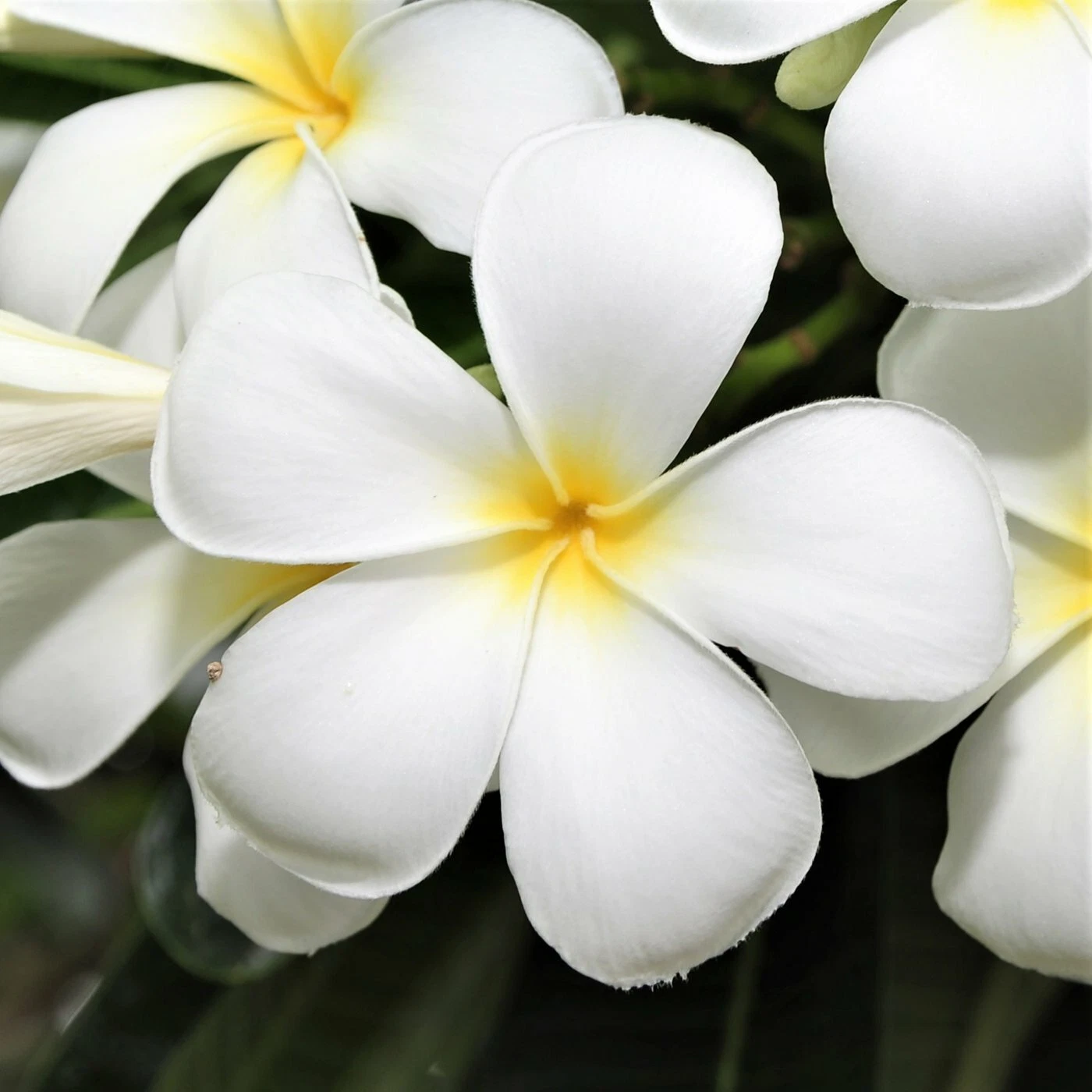 White Plumeria Cutting – 9–12 inch Unrooted Stem for Tropical Gardens & Containers