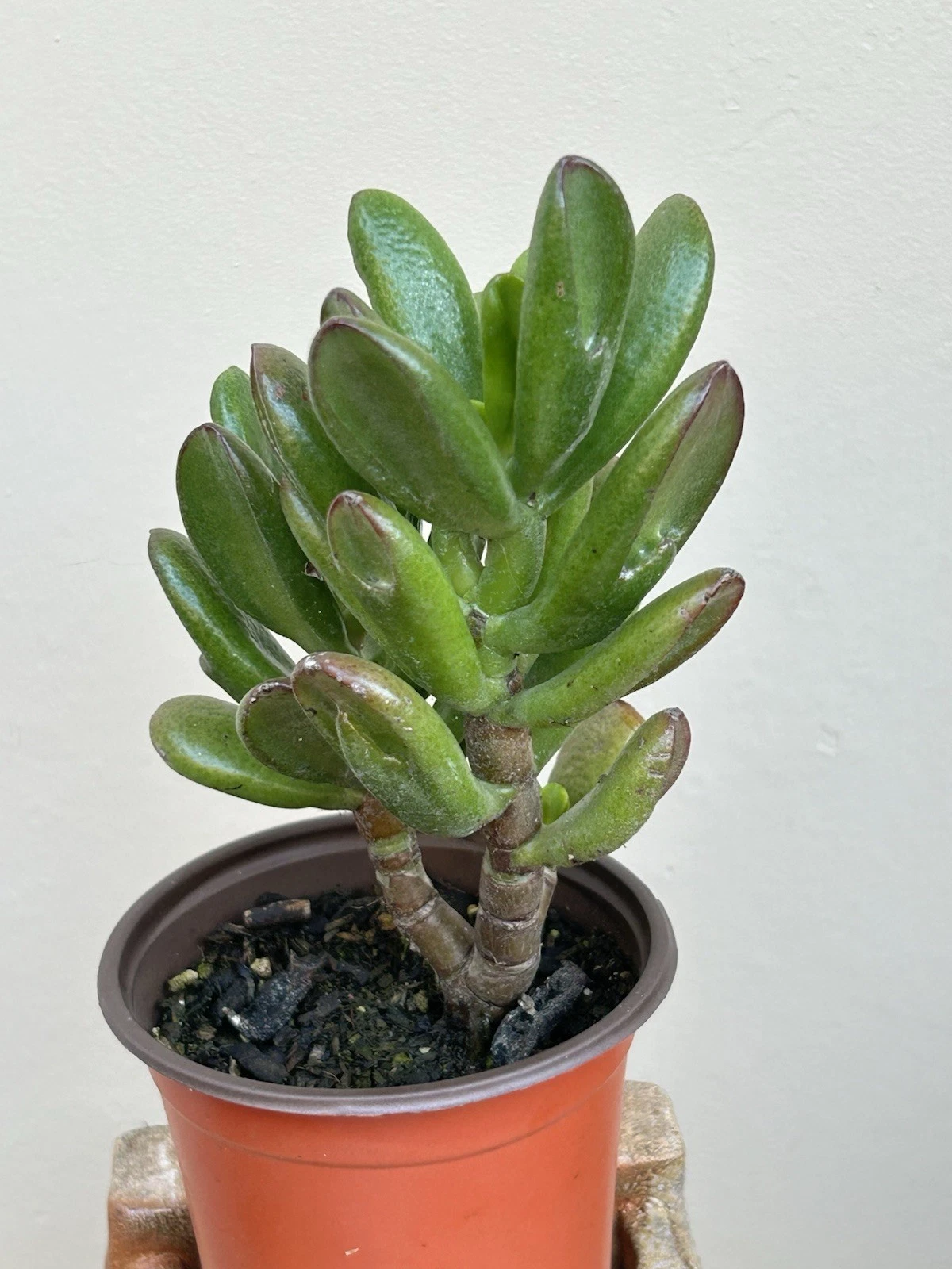 Ogre Ears Jade Succulent Cuttings with Roots – Crassula ovata ‘Gollum’ Indoor Outdoor Plant