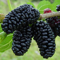 Black Mulberry Cuttings – 3 Pack Morus nigra Hardwood Propagation Wood for Rooting & Grafting