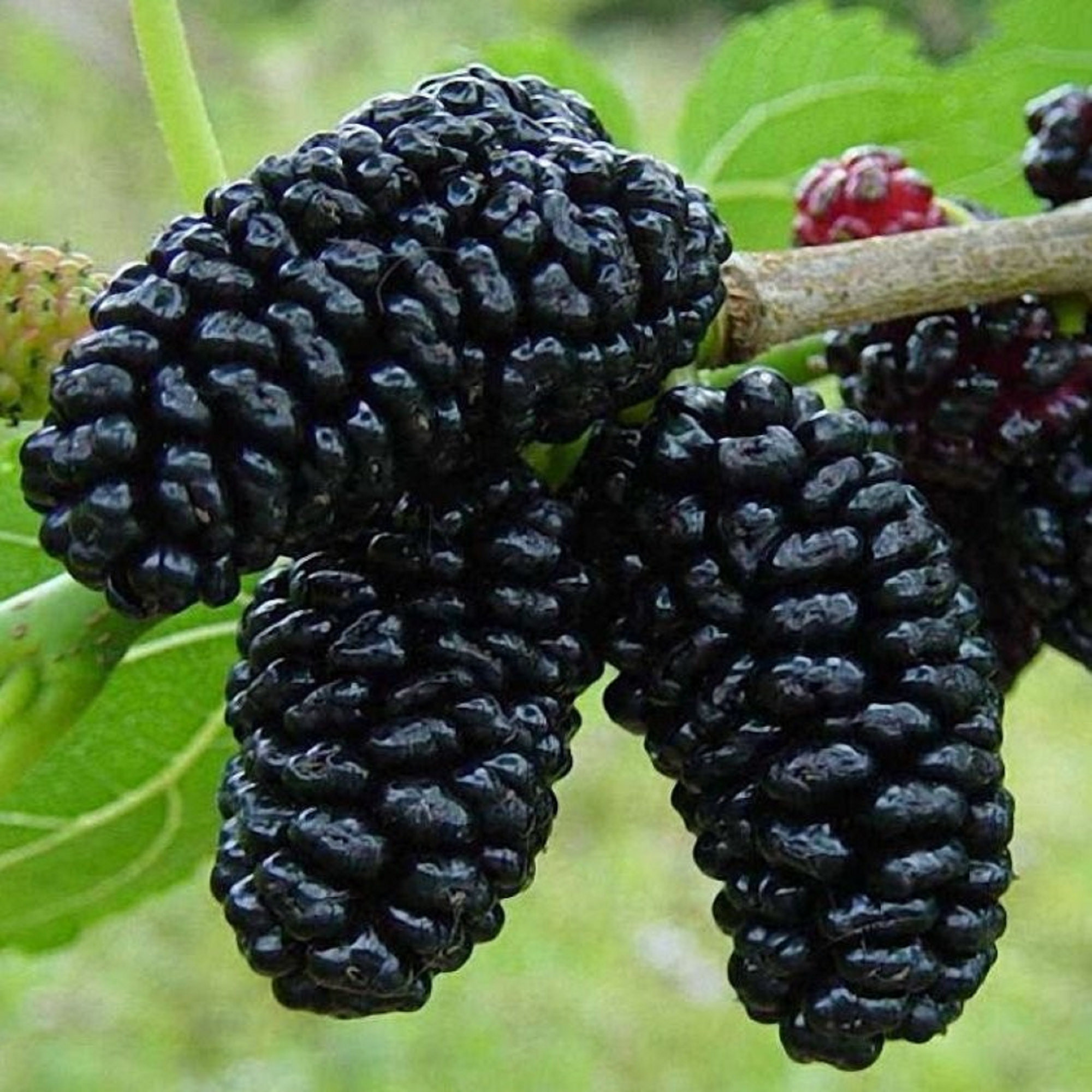 Black Mulberry Cuttings – 3 Pack Morus nigra Hardwood Propagation Wood for Rooting & Grafting