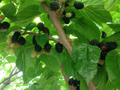 Black Mulberry ‘Shangri-La’ Cuttings – 10 Unrooted Cold Hardy Zone 6 Fruit Tree