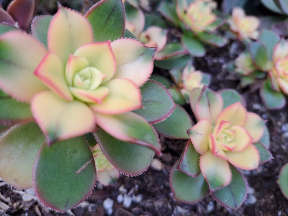 Aeonium Kiwi Variegated Succulent Cutting - 2 Inch Tricolor Rosette Bare Root