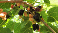 Black Mulberry Tree Cuttings - 25 Live Morus Nigra Cuttings for Propagation