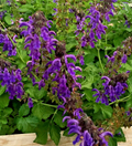 Dan Shen Sage Live Starter Plant – Salvia miltiorrhiza Perennial Herb in 3" Pot for Herb Gardens & Borders
