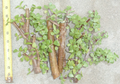 Jade Bonsai Cuttings – 5 Portulacaria afra Cuttings with Cork Bark for Propagation