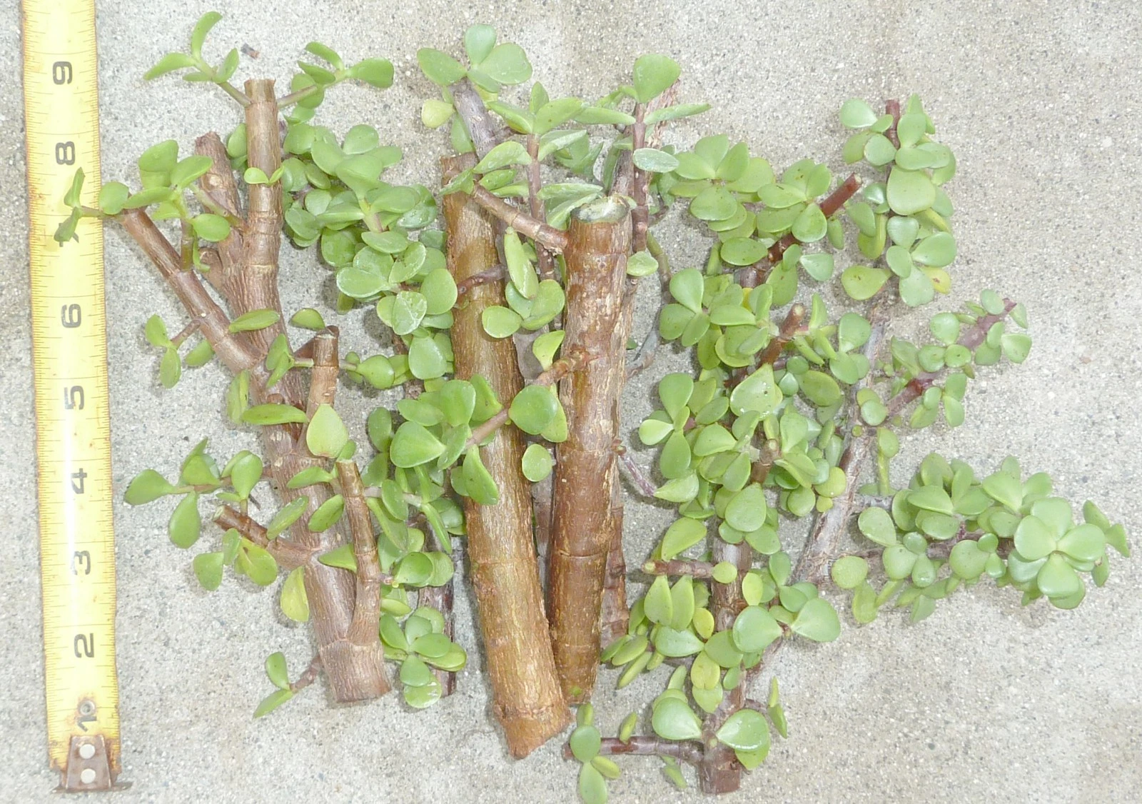Jade Bonsai Cuttings – 5 Portulacaria afra Cuttings with Cork Bark for Propagation