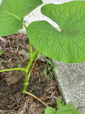 Hoja Santa Piper Auritum Live Plant 10 Inch Tall - Mexican Pepperleaf Root Beer Plant