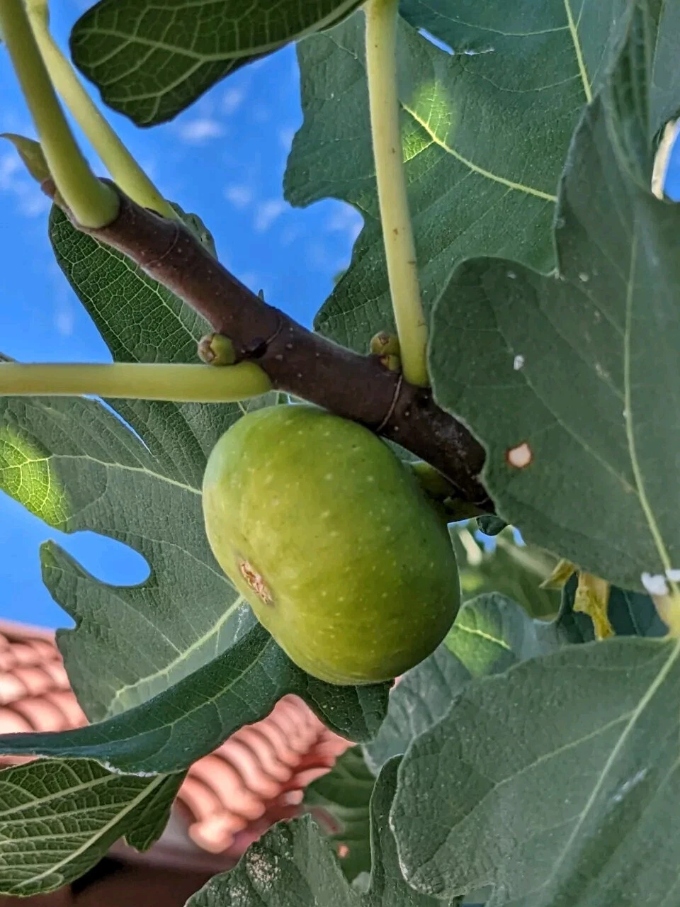 Green Turkish Fig Tree Cuttings – 10 Fresh Ficus carica Grafting & Rooting Unrooted Cuttings