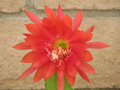 Epiphyllum Orchid Cactus Cutting – Orange Red Bloom Hybrid – Unrooted Indoor Plant Segment