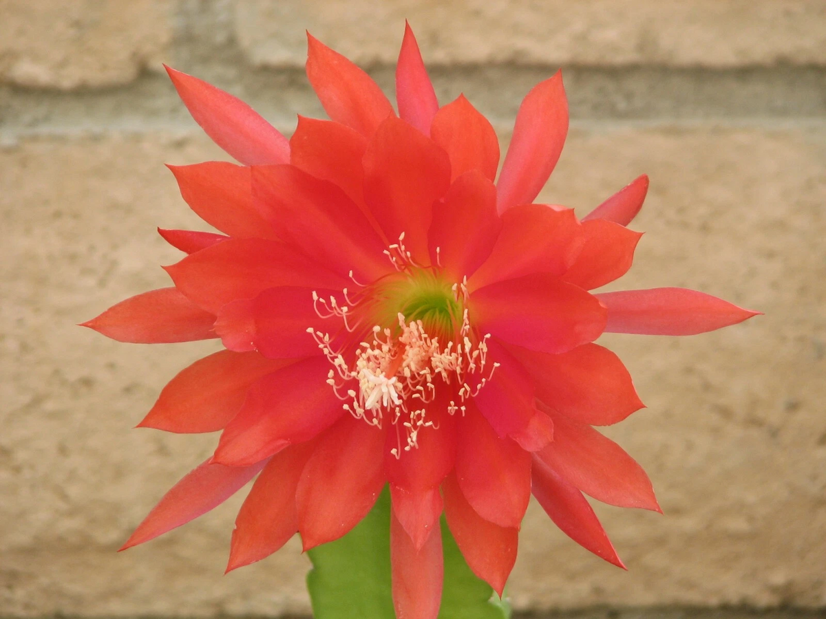 Epiphyllum Orchid Cactus Cutting – Orange Red Bloom Hybrid – Unrooted Indoor Plant Segment