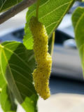 White Pakistan Mulberry Cuttings 10pcs | Long Sweet Morus alba Fruit Tree for Grafting & Rooting