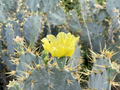 Opuntia Engelmannii Cactus Cutting – 7–8 Inch Paddle with Yellow Flowers, Prickly Pear Succulent for Desert & Xeriscape Gardens