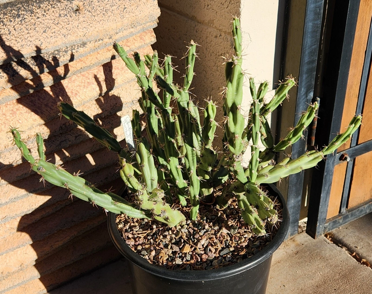 Thornberi Cholla Cactus Cutting – Cylindropuntia acanthocarpa var. thornberi Live Succulent for Desert Gardens & Pots