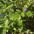 Porterweed Cuttings – 5 Unrooted 5–7" Bee-Nectar Flowering Plant Stachytarpheta for Pollinator Gardens