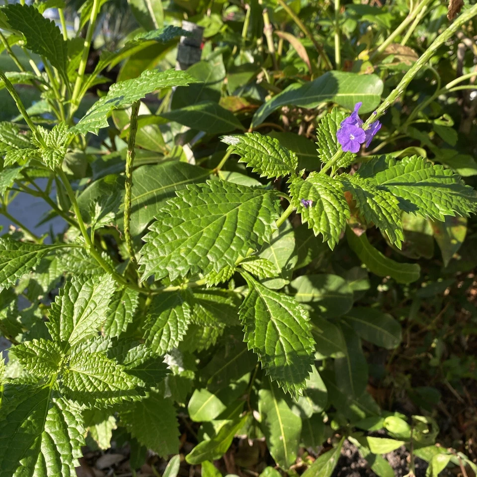 Porterweed Cuttings – 5 Unrooted 5–7" Bee-Nectar Flowering Plant Stachytarpheta for Pollinator Gardens