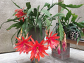 Epiphyllum Orange Swirl Cuttings – 4 Orchid Cactus 7–8” Hybrid Starter Stems