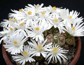 Lithops karasmontana Seeds – 50 Rare Living Stone Succulent Pebble Plant for Miniature Rock Gardens and Collectors