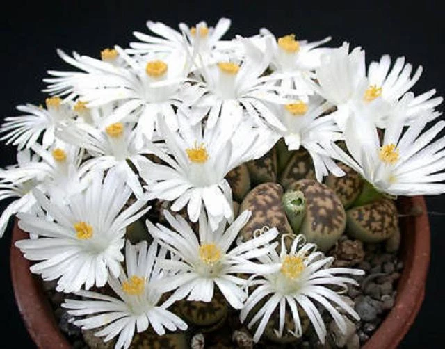 Lithops karasmontana Seeds – 50 Rare Living Stone Succulent Pebble Plant for Miniature Rock Gardens and Collectors