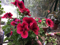 Martha Washington Geranium Cuttings – 6 Pelargonium Regal Mix Stems for Rooting, Colorful Flowering Perennial