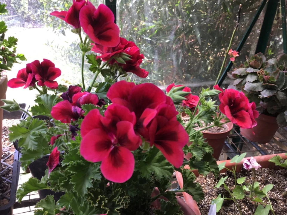 Martha Washington Geranium Cuttings – 6 Pelargonium Regal Mix Stems for Rooting, Colorful Flowering Perennial