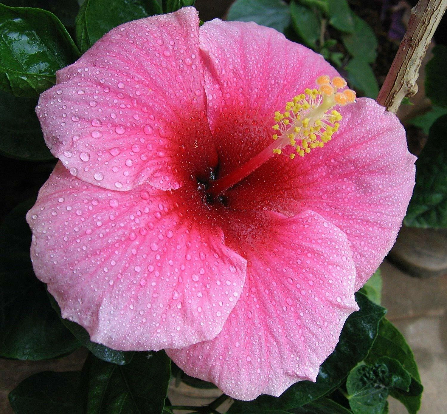 Hawaiian Pink Hibiscus Cutting – 2-4 Inch Live Hibiscus rosa-sinensis Stem for Propagation and Planting