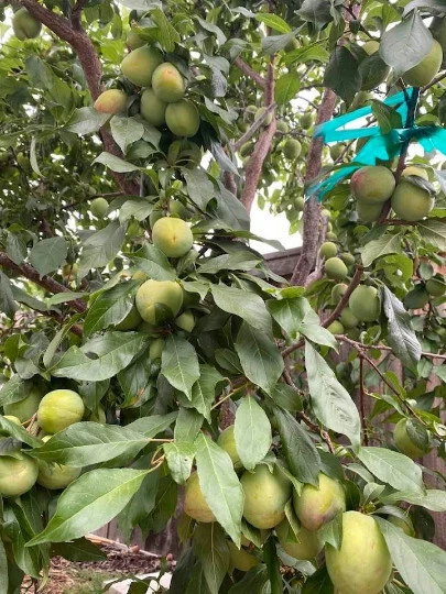 Grenade® Pluot Scion Cuttings for Grafting – Prunus salicina × Prunus armeniaca Hybrid Wood