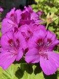 Pink Purple Geranium Cuttings – 5 Unrooted Pelargonium Stem Propagation Plants