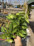 Global Green Epipremnum Pothos Cuttings – Unrooted Trailing Vine for Indoor & Outdoor Propagation