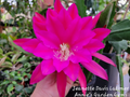 Epiphyllum Jeanette Davis Latimer Orchid Cactus Cuttings – Unrooted 8-10 Inch Trailing Green Stem Propagation Material