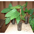 Red Emerald Philodendron Stem Cutting – 6" Tropical Indoor Vine with Deep Red Stems & Glossy Green Foliage