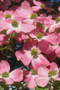 Pink Dogwood Cuttings – 6 Unrooted Heirloom Deep Pink Blooms Cornus florida for Propagation