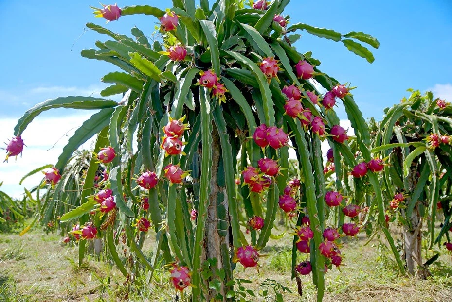 Vietnamese White Dragon Fruit Cuttings – 3 Fresh 12-Inch Hylocereus undatus Climbing Cactus Vines for Rooting