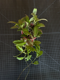 Hoya Sunrise Cutting – Rare Hybrid Hoya lacunosa × obscura, Sun-Stressed Red Veining, Tropical Houseplant, Live Starter for Propagation