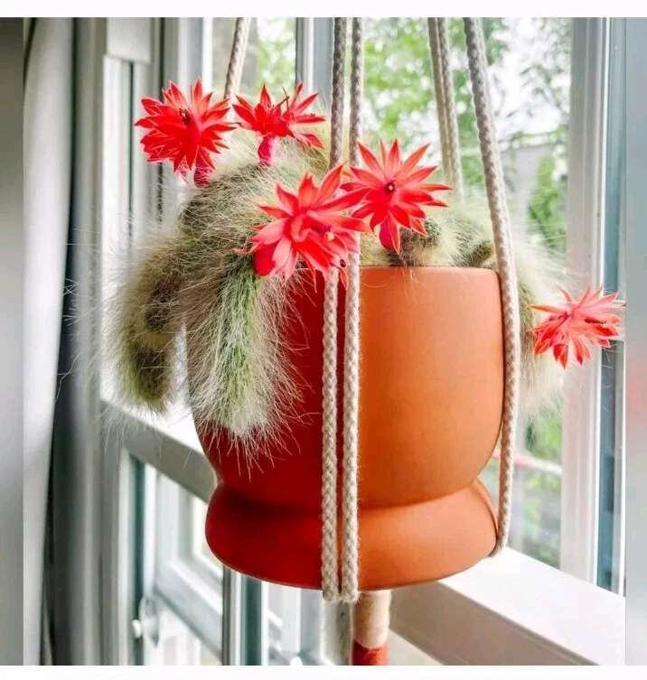 Monkey Tail Cactus Cutting – 8 Inch Hildewintera Colademononis Trailing Succulent for Rooting