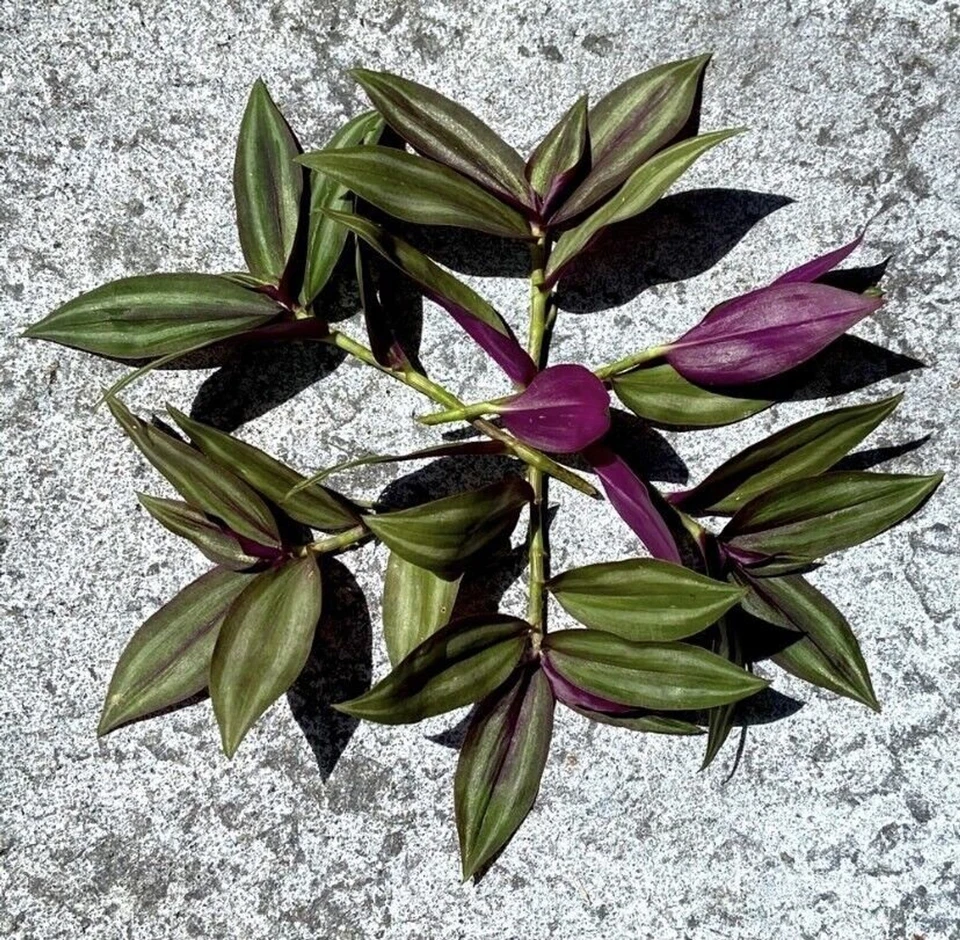 Tradescantia zebrina Cutting Set – 8 Unrooted Purple Silver Green Vine Starters for Indoor Pots & Hanging Planters